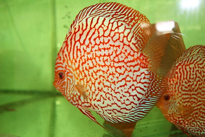 Bồ Câu Bông Tiger