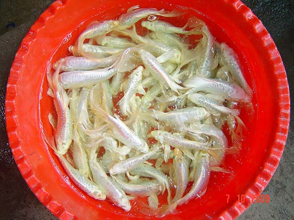 Koi Bướm Trắng