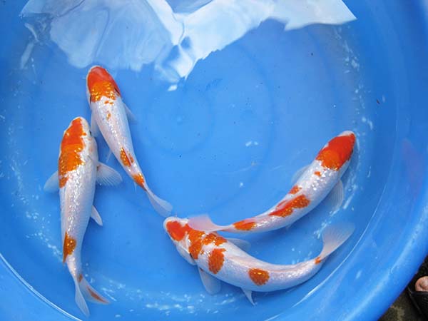 Koi Trắng Đỏ Kim Tuyến