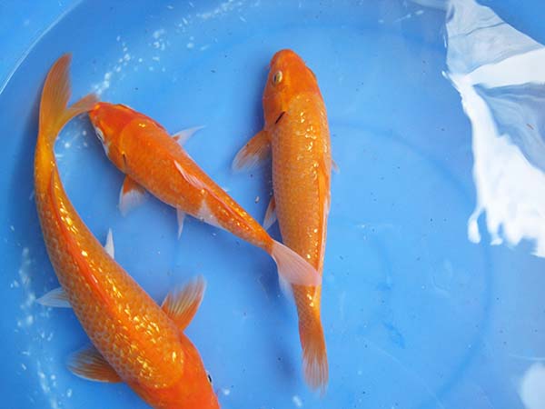 Koi Đỏ Kim Tuyến