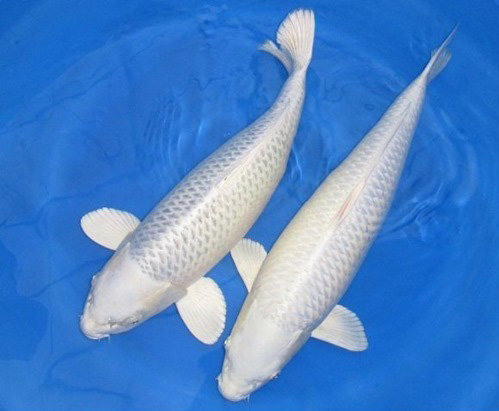 Cá Koi Trắng