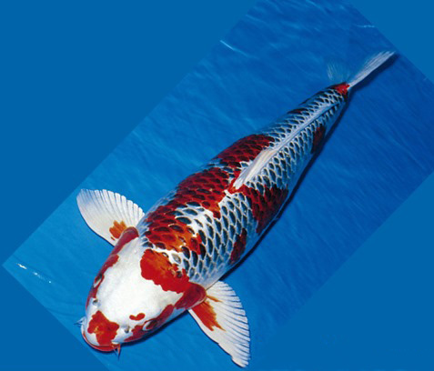 Cá Koi Trắng Đỏ Đuôi Cụt