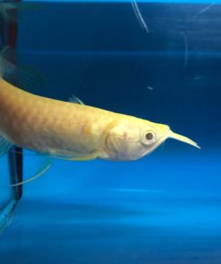 Cá Ngân Long Albino