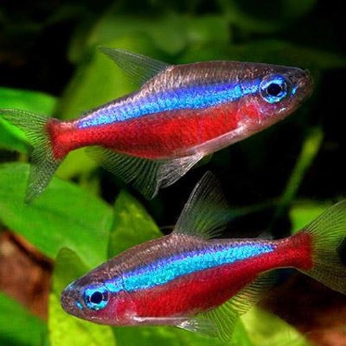 Cá Neon Vua