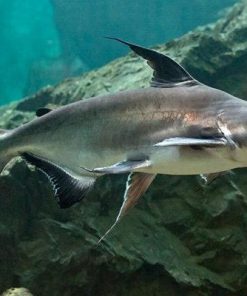 Thành Cát Tư Hãn