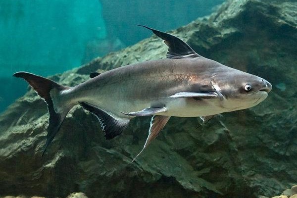 Thành Cát Tư Hãn