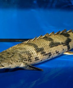 Khủng Long Hoàng Đế