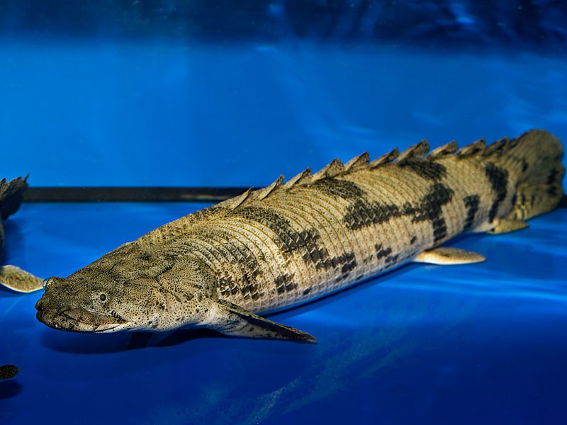 Khủng Long Hoàng Đế