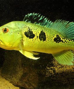 Hoàng Bảo Yến Kelberi