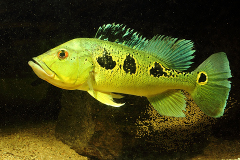 Hoàng Bảo Yến Kelberi