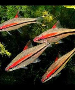 Cá Hồng Mi Ấn Độ