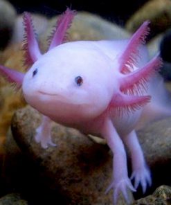 Khủng Long 6 Sừng